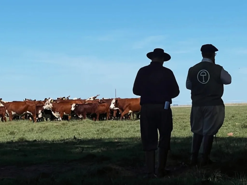 Estância do Sossego exibe excelência genética durante Mundial Braford