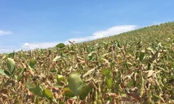 Produtores avaliam impacto da chuva nas lavouras e açudes