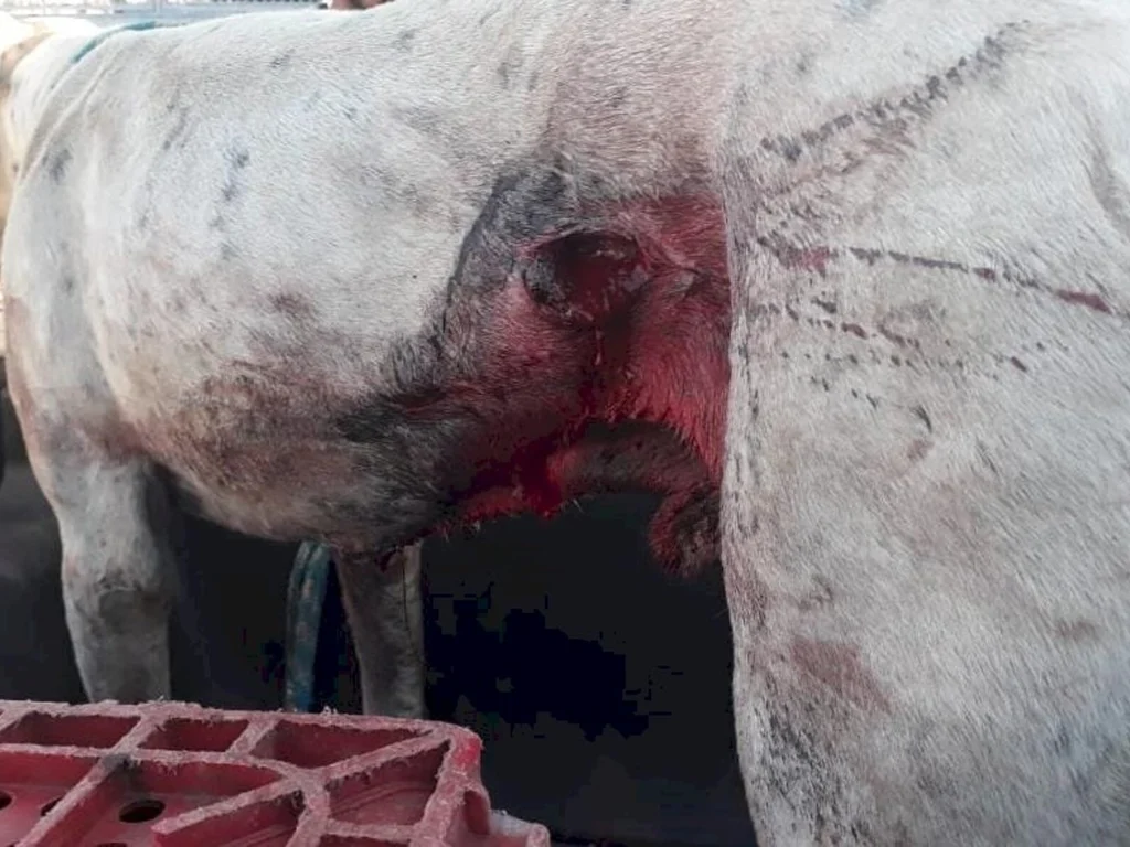 Flagrante de maus tratos em Bagé