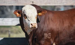 Prêmio valoriza produtores de leite