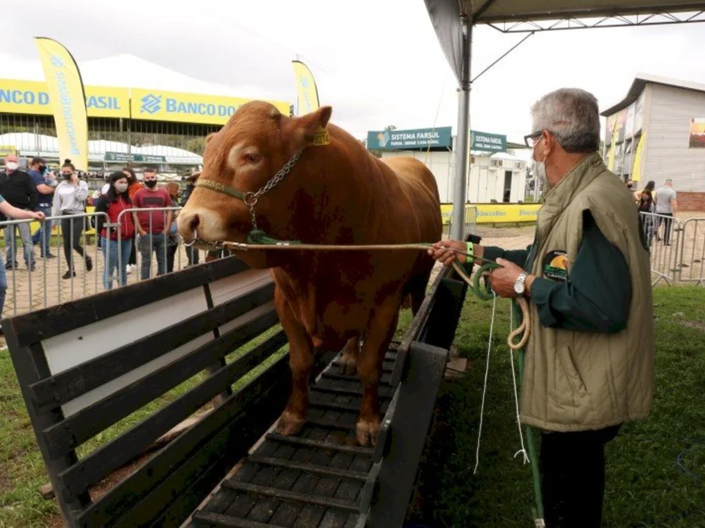 Animais Hereford e Braford são recebidos no  Parque Assis Brasil