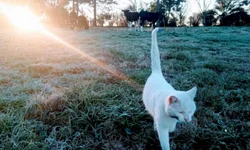 Consumidor pode pagar até R$ 3 de diferença no gás