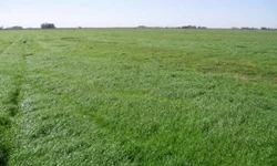 Dados apontam evolução das lavouras de grão