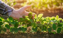 Custos para produção de soja e milho apresentam alta