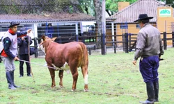 Temporada de leilões da raças Hereford e Braford  registra crescimento