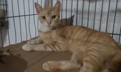 Prefeitura lança campanha para incentivar adoção responsável