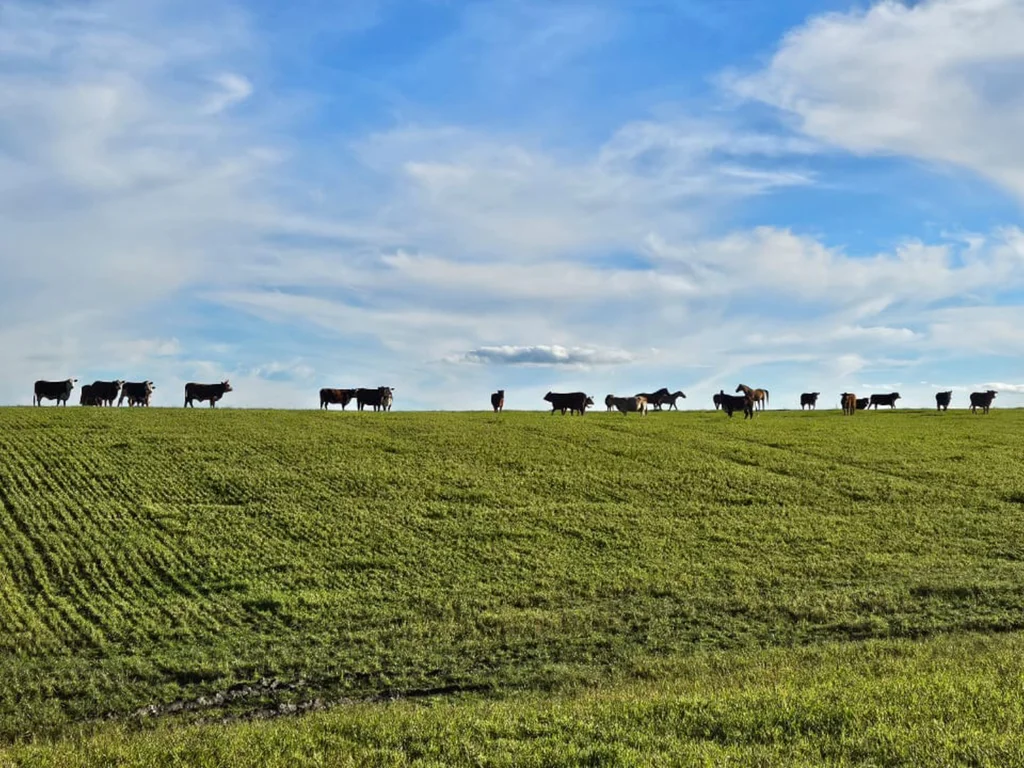 Operação apreende 67 bovinos avaliados em mais de R$ 300 mil