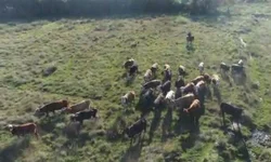 Bagé poderá ter Carnaval com blocos baseado em Porto Alegre