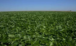 Cadastro para agricultores é atualizado