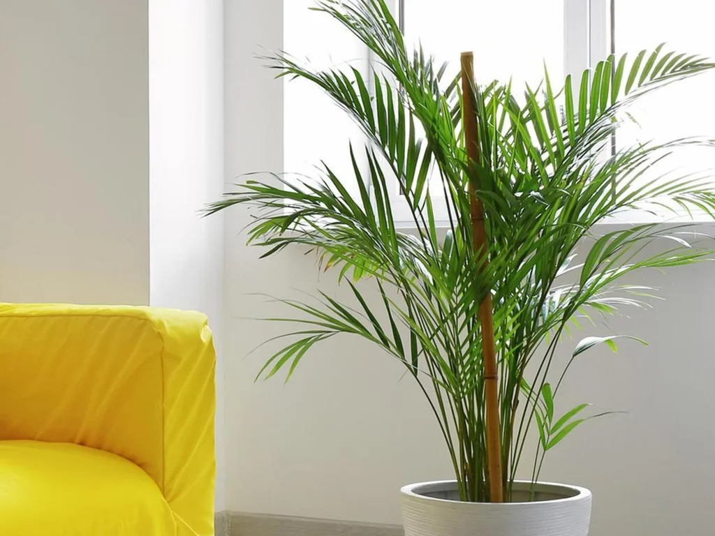 Conheça os tipos de coqueiro de vaso