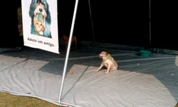 Quase 18,5 mil consumidores já perderam o crédito em 2023