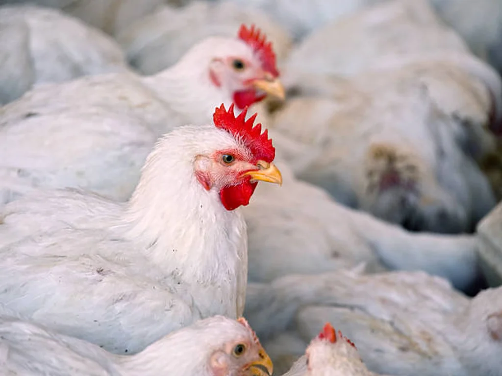 Argentina confirma novo surto de Gripe Aviária