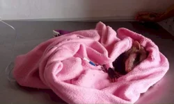 Golpes ultrapassam  R$ 1 milhão  em Bagé