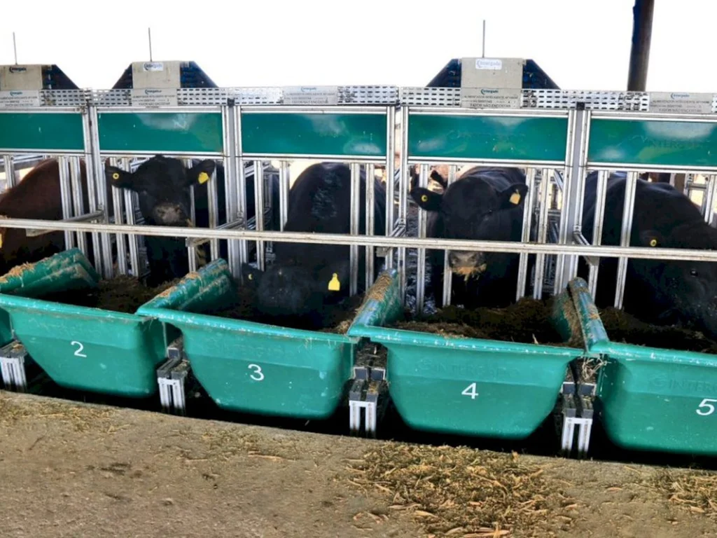 Prova na Embrapa inicia com recorde de touros