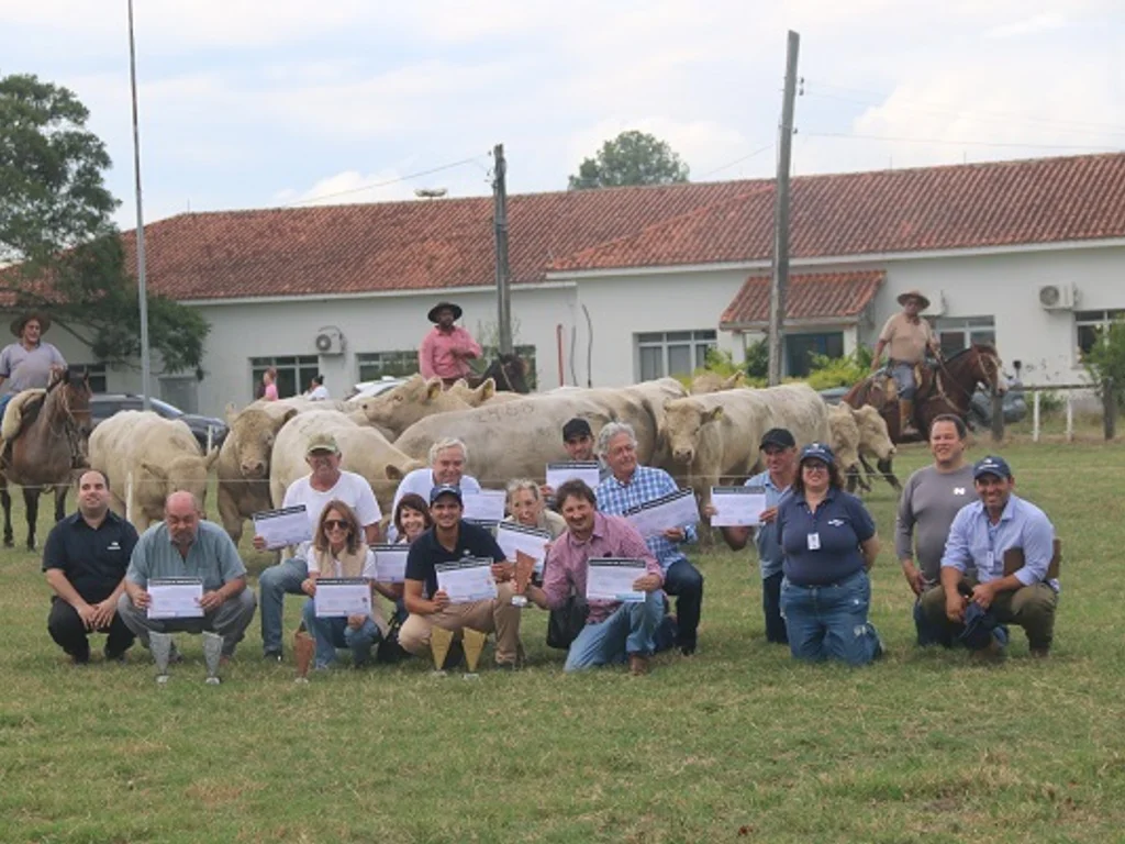 Avaliações revelam potencial genético da raça Charolês