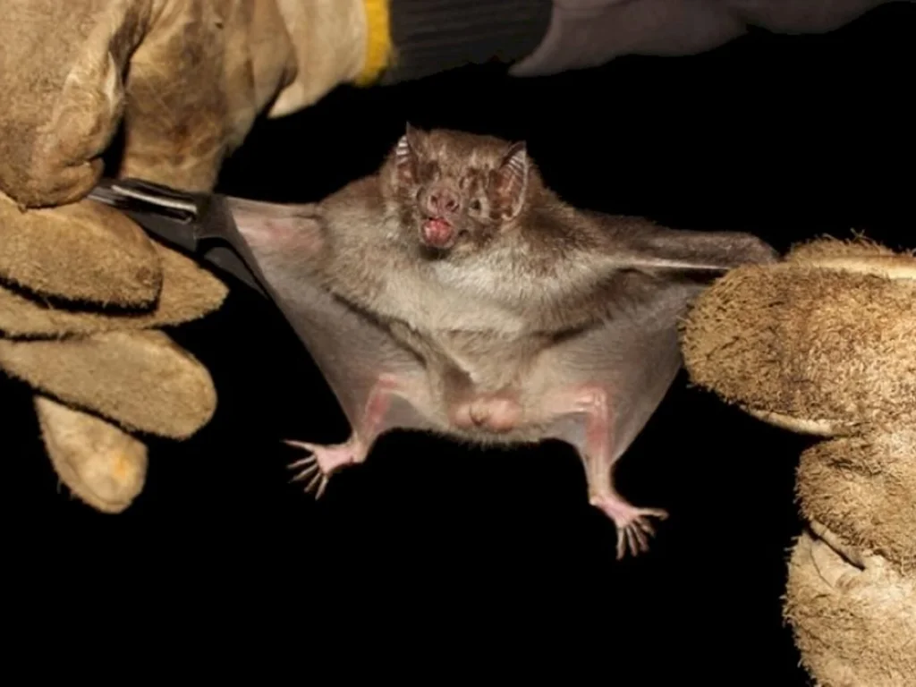 Alerta sobre aumento nos focos de raiva herbívora