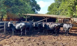 Vereadores  justificam o porquê são contrários ao projeto