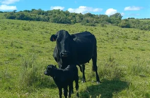 Projeto Qualigen registra primeiros nascimentos