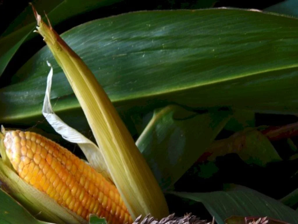 Subsídio do Troca-troca entra em vigor