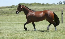 Crioulaço abre o calendário de finais da raça Crioula