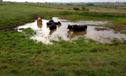 Convenções partidárias e escolhas de candidatos tem novas regras a obedecer