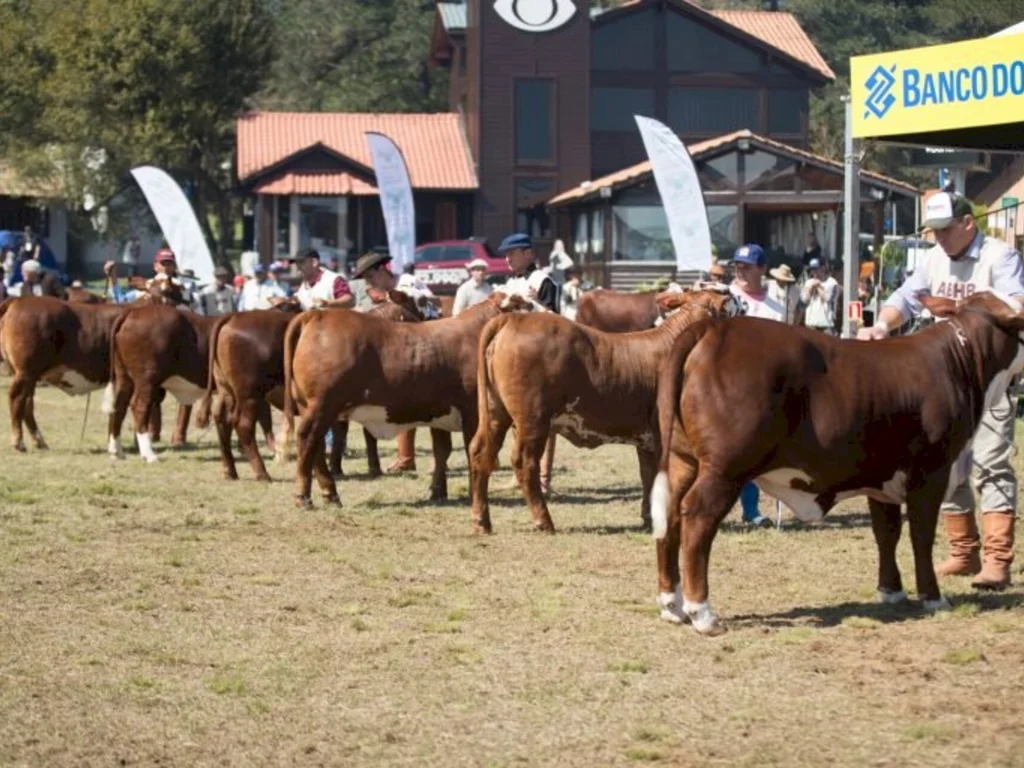 Abertas inscrições para as raças Hereford e Braford na Expointer