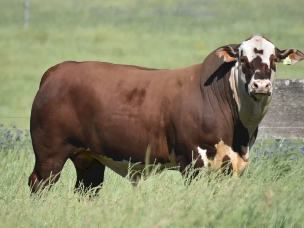 Genética teve destaque na temporada de primavera
