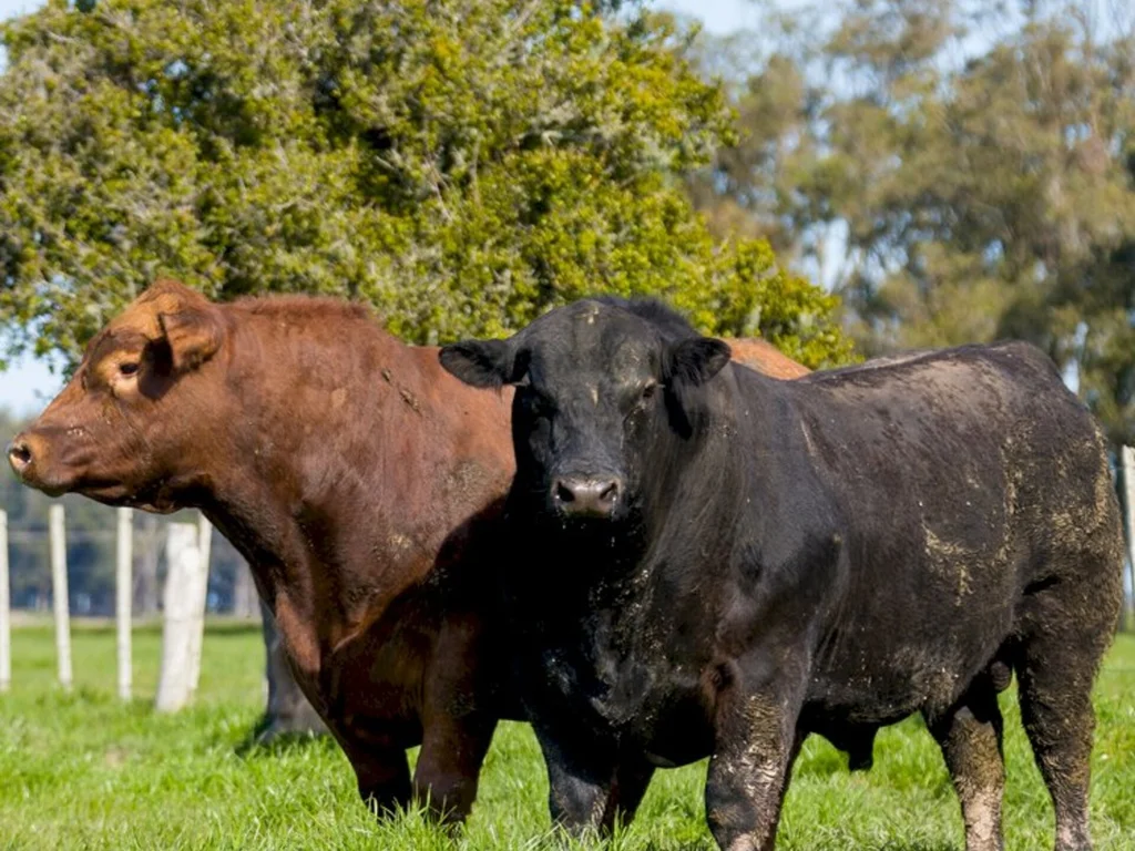 Amplia consumo de sêmen Angus produzido no país