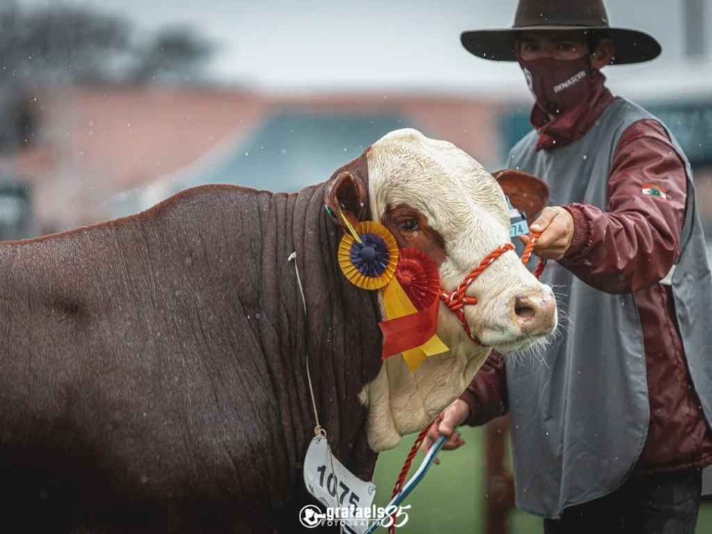 Inscrições para raças Hereford e Braford encerram nesta sexta-feira