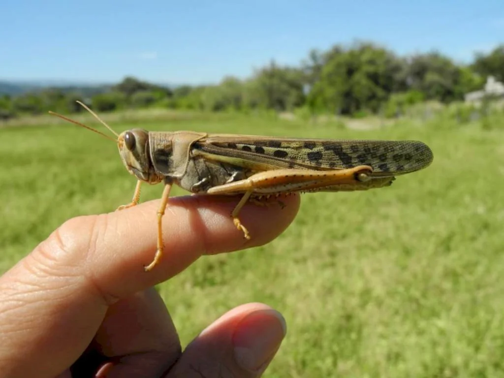 A volta dos gafanhotos