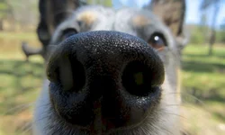 Trabalho da Decrab será homenageado