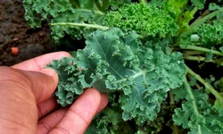 Médias da temporada de primavera devem crescer 20%