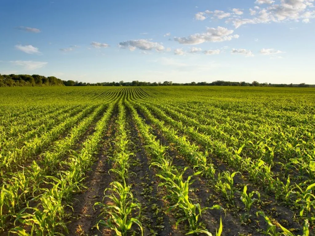 Novas regras são estabelecidas para agrotóxicos