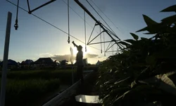 Prefeitura lança campanha para incentivar adoção responsável
