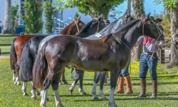 Filhos de ginete bageense brilham no pódio do Cavalo Crioulo
