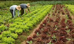 Governo gaúcho irá aportar recursos para agricultores
