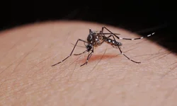 Vacinação será no Residencial Nossa Senhora Auxiliadora