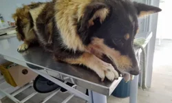 Lideranças avaliam projetos de leis motivados pelo caso do jogador