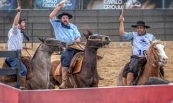 Morfologia do Cavalo Crioulo abre a temporada de finais