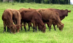 Embrapa participa de seminário internacional