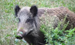 Novas regras são estabelecidas para agrotóxicos