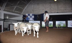 Agrovino projeta negócios aquecidos em Bagé