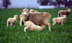 PampaPlus antecipa prazo