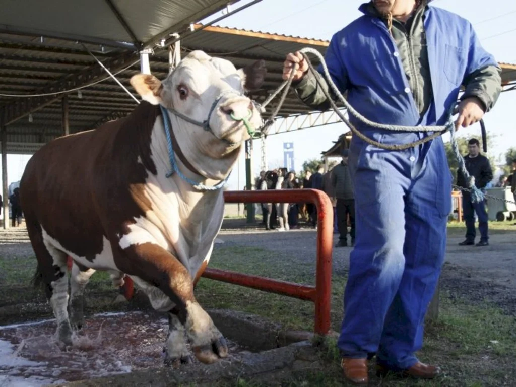 Participação de animais de argola supera ano passado