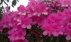 Escolas de Bagé recebem R$ 620 mil para resolver problemas após chuvas