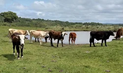 PL quer obrigar denúncia de maus-tratos em condomínios