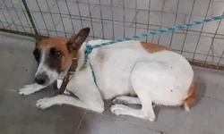 Candiota fica sem água após vandalismo