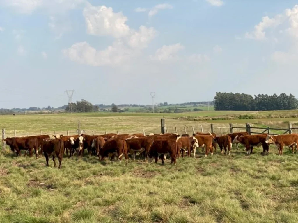 Associação e Embrapa realizam pesagem de exemplares