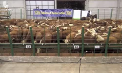 Nasce o primeiro animal Black Hereford no Brasil