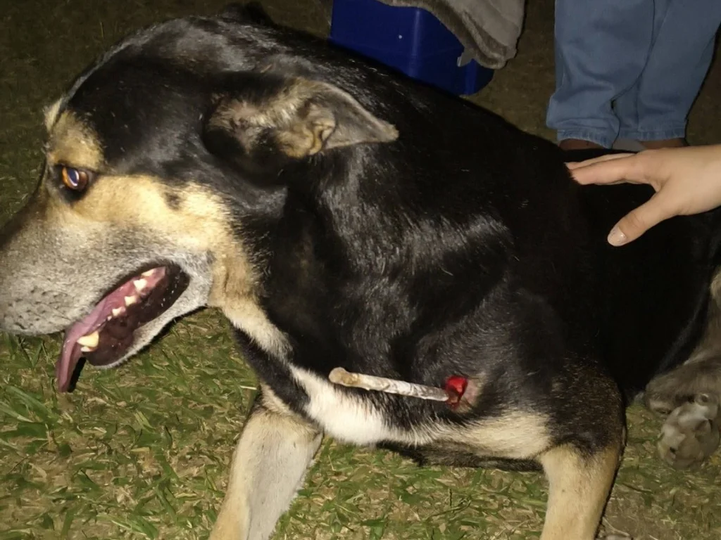 Cão comunitário é torturado com barra de ferro em Bagé